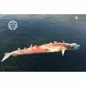 Aparece muerto un rorcual de 8 metros en los alrededores de la refinería