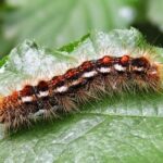 Los tratamientos contra la lagarta peluda en el Campo de Gibraltar comienzan la semana que viene