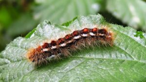 Los tratamientos contra la lagarta peluda en el Campo de Gibraltar comienzan la semana que viene
