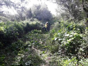 Comienzan las obras para la ruta ciclista a su paso por el Parque Natural Los Alcornocales