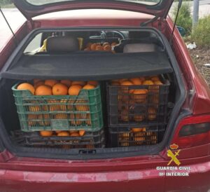 Detenido por robar 700 kilos de naranjas en explotaciones de Jimena, Castellar y Tesorillo