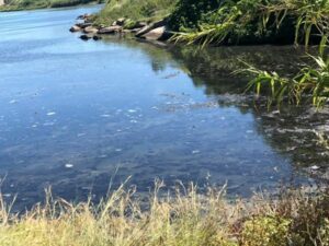 Verdemar denuncia un vertedero de toallitas higiénicas en la playa de La Concha