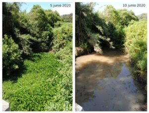 La Junta da por controlada la invasión de jacinto de agua en el arroyo de Botafuegos