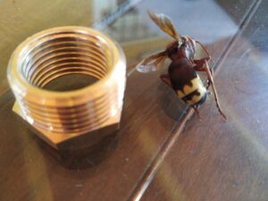 Ecologistas alertan de la presencia de avispas exóticas en el Campo de Gibraltar