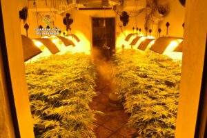 Cae una organización que tenía dos plantaciones de marihuana en Algeciras y San Roque