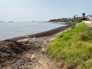 El Gobierno declara especie invasora al alga asiática