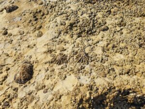 Ecologistas piden más vigilancia para evitar la recolección ilegal de la 'Patella ferruginea'