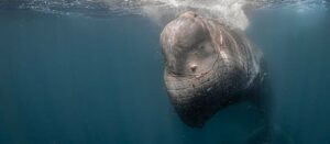 La expedición no encuentra al cachalote atrapado en una red en aguas del Estrecho