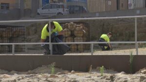 El Ayuntamiento acomete las tareas de limpieza y conservación de las murallas medievales