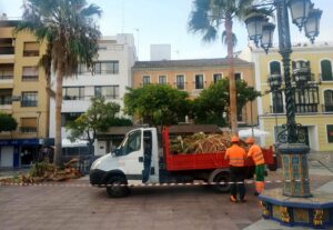 El Ayuntamiento lleva a cabo tareas de mantenimiento y poda de las palmeras de la ciudad