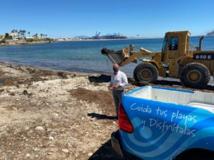 El Ayuntamiento limpia una vez más el alga invasora de la playa de El Chinarral
