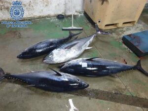 Intervenidos cuatro atunes rojos pescados ilegalmente y almacenados en una nave industrial de La Piñera