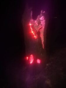 Bomberos apagan un tocón en el Cortijo La Hoya que llevaba ardiendo desde hace un mes