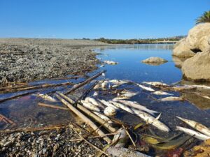 Ecologistas alertan de una "gran mortandad" de peces en el río Guadiaro, en San Roque, y urgen una solución