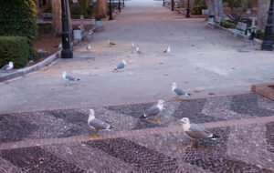 Denuncian la alimentación incontrolada de gaviotas en el parque María Cristina