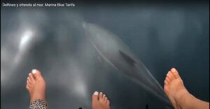 Marina Blue realizará salidas este viernes y sábado a la Bahía y El Estrecho