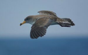 SEO Birdlife lamenta daños por contaminación lumínica a la migración de aves en el Estrecho