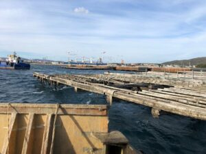 La Autoridad Portuaria concluye la retirada de bateas de mejillones de la Ensenada de Getares