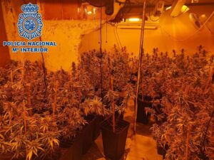 Desmantelada una plantación de cannabis en una vivienda del Saladillo