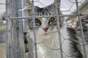El Ayuntamiento de San Roque inicia una nueva campaña de esterilización de gatos callejeros