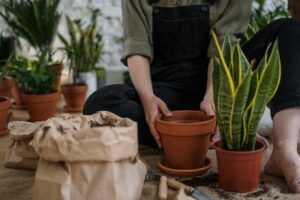 Algunos tips que te resultarán útiles para crear un jardín por cuenta propia