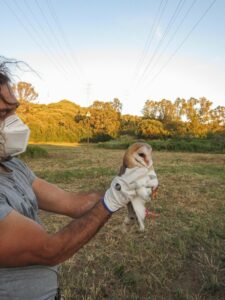 Fundación Cepsa consolida el proyecto de recuperación de lechuzas en Madrevieja
