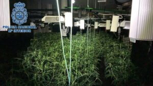 La Policía Nacional desmantela una nave con más de 1.000 plantas de marihuana en el Zabal