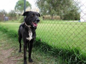 'Krasti', la única víctima mortal de las inundaciones en la perrera de Los Barrios