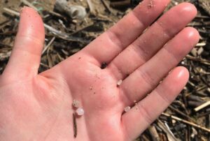 Verdemar denuncia la presencia de ''lágrimas de sirena' en la Bahía de Algeciras