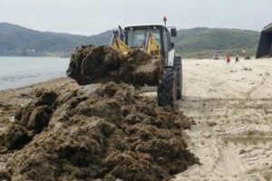 Ciudadanos exige al Gobierno un apoyo real, con recursos, para luchar contra el alga asiática