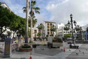 El Ayuntamiento anuncia el inicio de la temporada de poda de palmeras