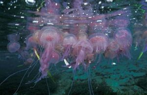 Expertos prevén que este será un verano sin medusas por el movimiento de las mareas