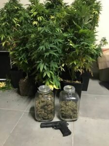 Detienen al autor de varios robos en Guadiaro y encuentran una plantación de marihuana en su casa