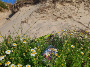 Ecologistas denuncian la mala planificación del Paraje Natural del Río Palmones