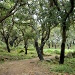 La Junta inicia tratamientos fitosanitarios para proteger los alcornocales frente a la lagarta peluda