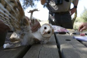 Cepsa libera 25 lechuzas desde el inicio del proyecto de recuperación de la especie en Madrevieja