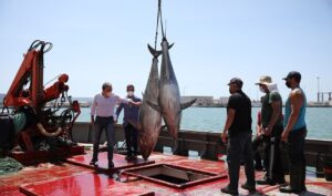 El consejero Bendodo subraya el apoyo del Gobierno andaluz a las empresas atuneras