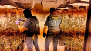 Cuatro detenidos con un cultivo de más de 200 plantas de marihuana en una vivienda de Los Barrios