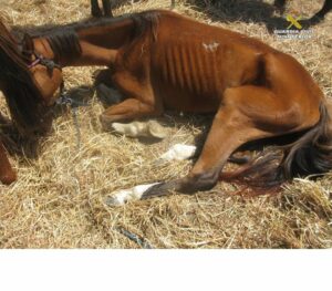 Detienen al propietario de una finca en Tesorillo por maltratar a siete caballos