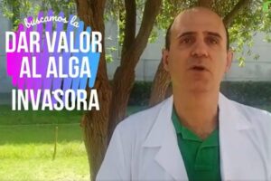 Estudian dar valor por medio de biorrefinerías al alga asiática