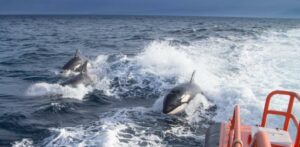 Las orcas que han contactado este verano con veleros en Cádiz fueron arponeadas con anterioridad