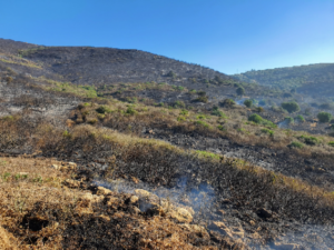 Verdemar alerta de la existencia de una red de pirómanos en el Campo de Gibraltar