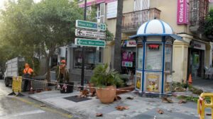 Parques y Jardines desarrolla su campaña de poda de palmeras en la zona centro de la ciudad