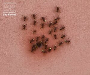 Avispones asiáticos localizados y eliminados en Los Barrios