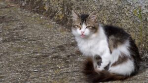 Castellar trasladará las colonias de gatos callejeros al extraradio del municipio