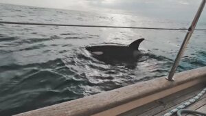 Los contactos de las orcas con los veleros del Estrecho es un entrenamiento de caza, según expertos