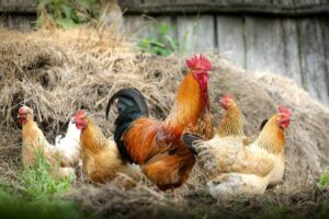 Impulsan marca de gallina sureña