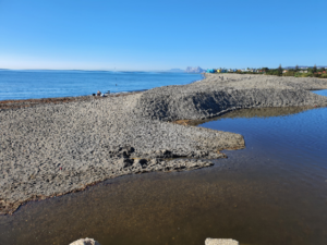 La desembocadura del  río Guadiaro lleva 2 semanas cerrada sin que nadie lo remedie.