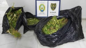 Intervienen nueve kilos de marihuana en la azotea de una vivienda de Los Barrios