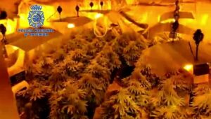 La Policía Nacional interviene 50 plantas de cannabis en una vivienda de El Saladillo